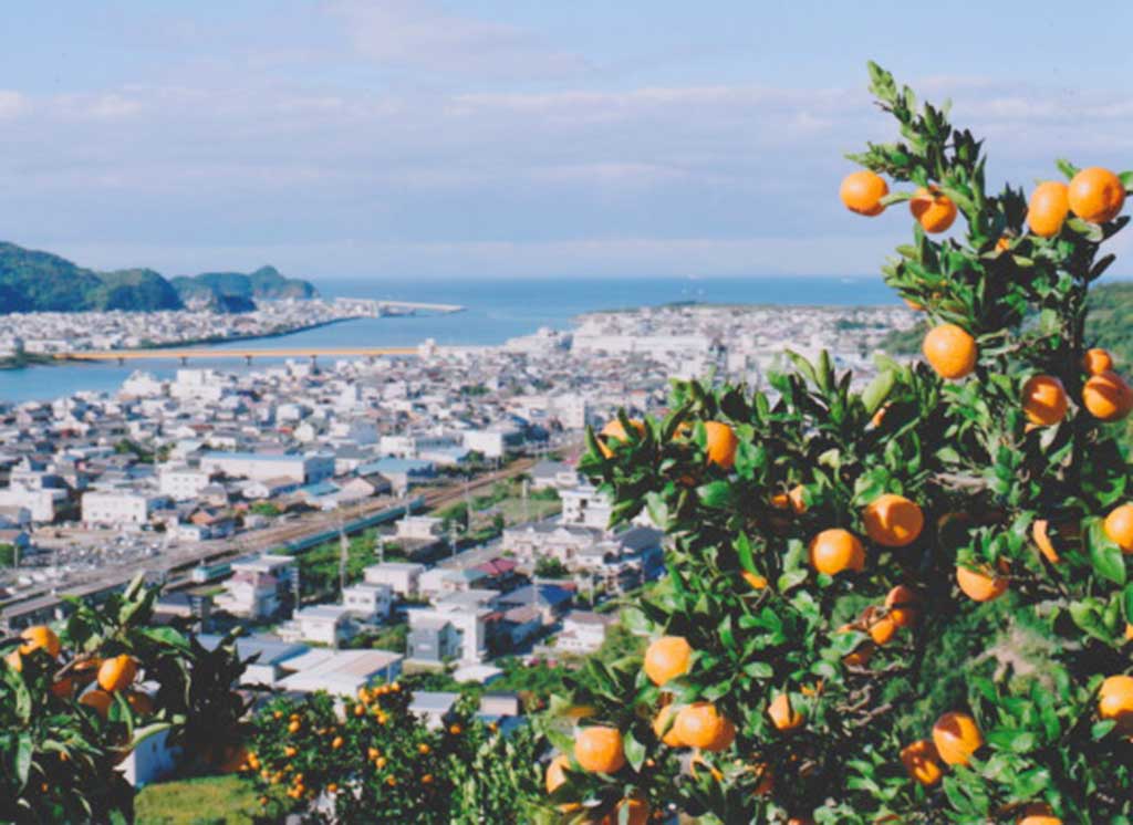 有田市の密柑山