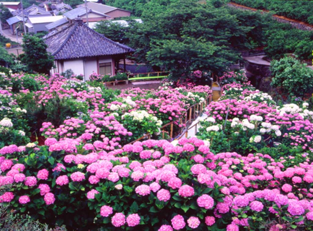 裏山からのあじさい寺